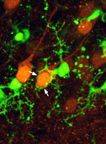 GFP+ Microglia & YFP+ Neurons in P12 mouse neocortex (CX3CR1GFP/+:Thy1-YFP)  Images by L. Fuller and M. Dailey.